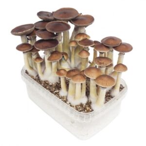 Mexican Magic Mushrooms