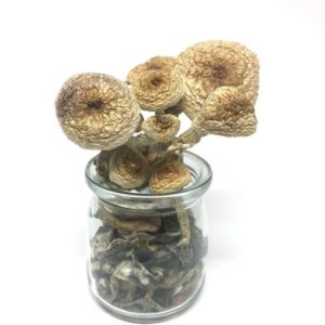 B Cubensis Magic Mushrooms 1