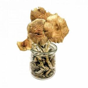 Golden Teacher Mushroom