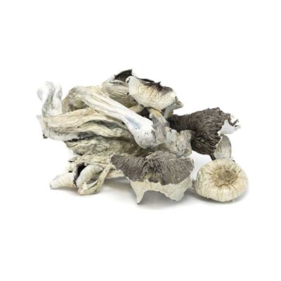 Great White Monsters Magic Mushrooms