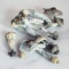 APE Albino Penis Envy Magic Mushrooms