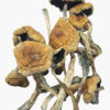 Wollygong Magic Mushrooms
