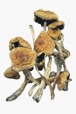 Wollygong Magic Mushrooms 