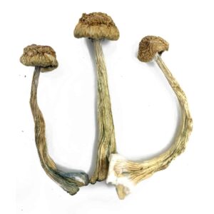 African Transkei Magic Mushrooms