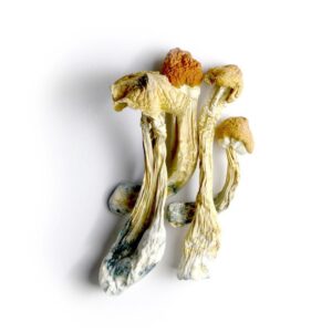 Ecuadorian Tri Colour Magic Mushroom
