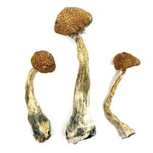 Wavy-Z Magic Mushrooms