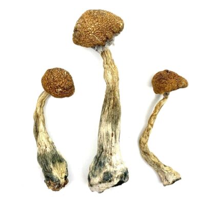 Wavy Z Magic Mushrooms