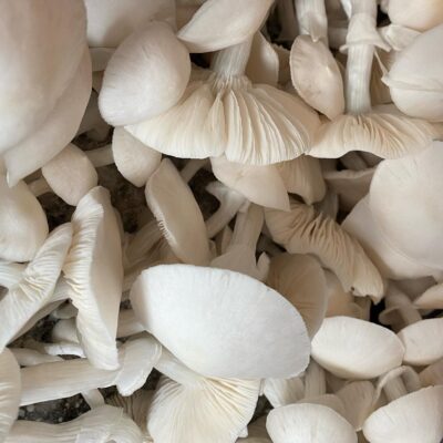 White Avery Albino Mushroom