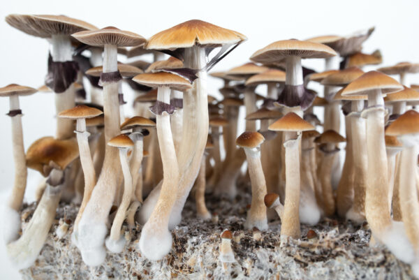 Buy McKennaii Magic Mushroom In USA,Canada & Europe Online