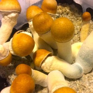 Monster Penis Envy Magic Mushrooms