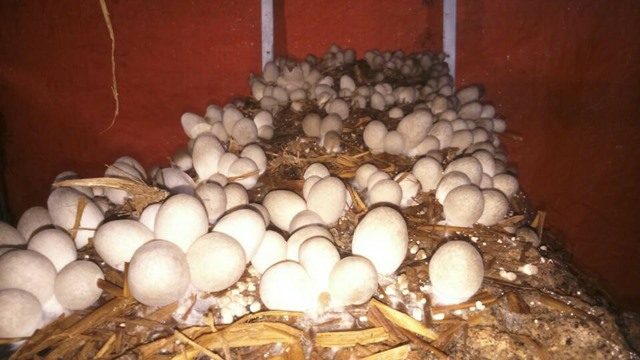 vietnamese mushroom
