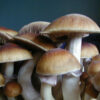 Z-Strain Magic Mushrooms