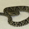Buy Jararaca Pit Viper Snake Venom In USA,Canada & Europe Online