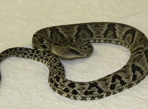 Buy Jararaca Pit Viper Snake Venom In USA,Canada & Europe Online