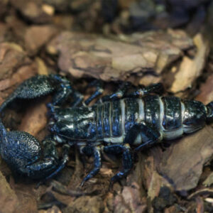 Emperor Scorpion Venom