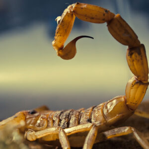Buy Deathstalker Scorpion Venom In USA,Canada & Europe Online