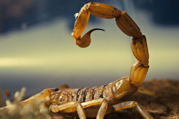 Deathstalker Scorpion Venom
