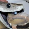 Buy Dendroaspis Polylepis Venom In USA,Canada & Europe Online