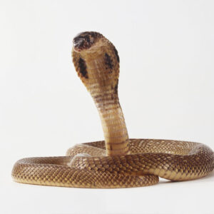 Big King Cobra Snake Venom